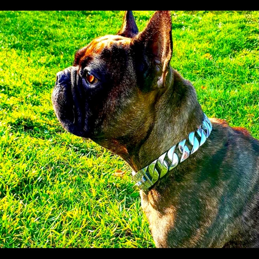 Dog style collar 🥰